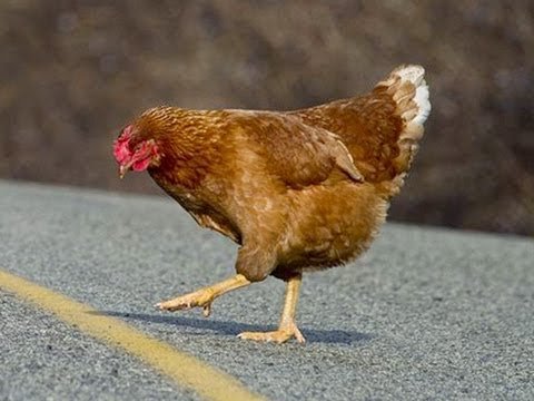 Descubre el Misterio de La Calle del Pollo en Juegos de Azar en España in Spain Descubre el Misterio de La Calle del Pollo en Juegos de Azar en España in Spain