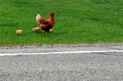 Descubre La Emoción de Jugar Chicken Road en España con Nuestros Casinos Online - overview Descubre La Emoción de Jugar Chicken Road en España con Nuestros Casinos Online - overview