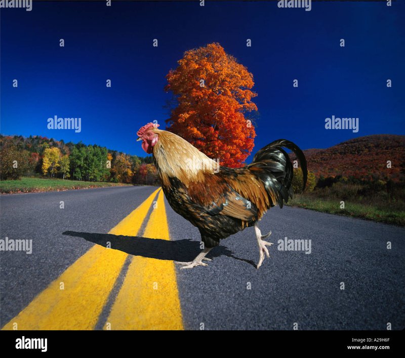 Best chicken road game in Netherlands