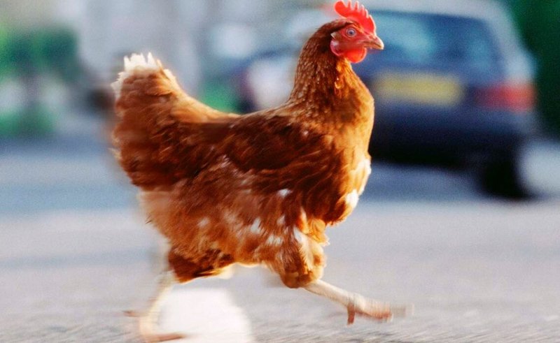 Explora el Exclusivo Entretenimiento de Chicken Road Casino en España - overview