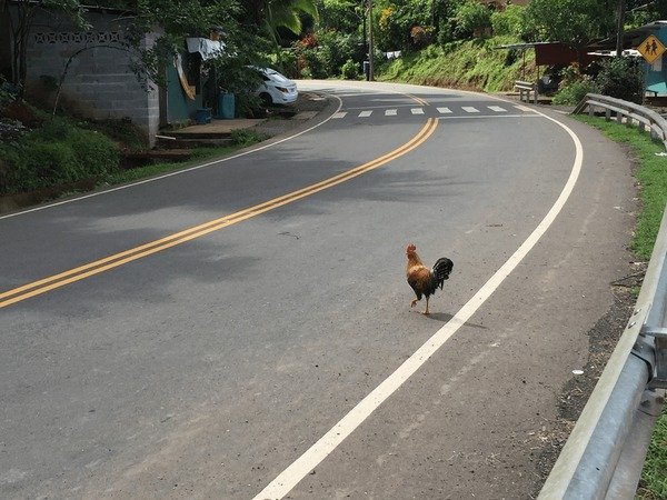 Spain - chicken road casino